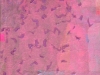 bru (10)1